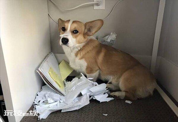 为什么柯基不能打(主人生气打了柯基犬会有什么后果)-图片1